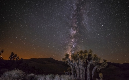 Night - tree, nature, night, stars