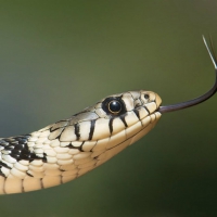 Tongue of a snake