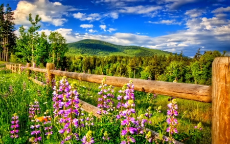 Landscape - sky, landscape, mountagne, flowers, photo, flower