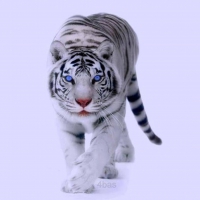 Staring White Tiger