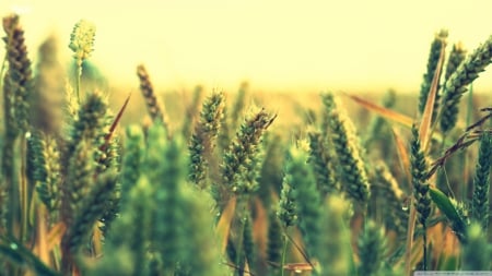 Ripe wheat - summer, photography, landscape, scene, HD, ripe, grass, nature, field, sky, wallpaper