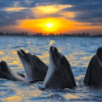 singing dolphins