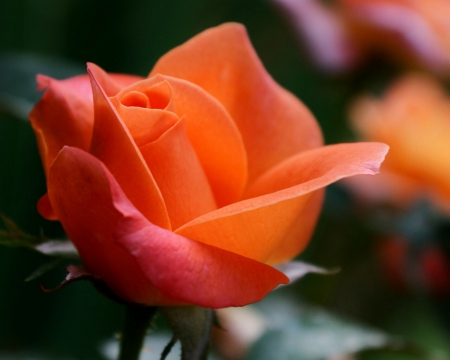 Rose - beautiful, orange, flower, rose