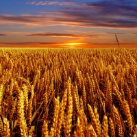 Fields of gold