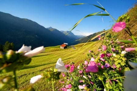 Switzerland tourizm - summer, cabin, mountain, flowers, fresh, villa, Switzerland, tourizm, nice, hut, cottage, sky, house, swiss, beautiful, slope, lovely, nature, park