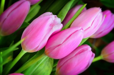 Tulips - delicate, pretty, pink, tulips, beautiful, flowers, tender, nice, lovely, colorful