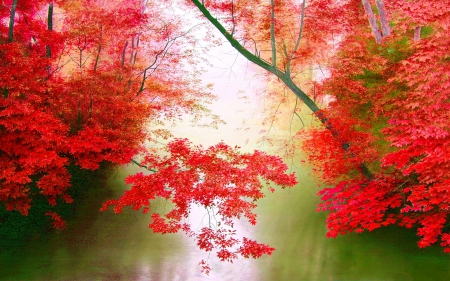 RED LEAVES above the FOREST POND - trees, forest, red, leaves, pond