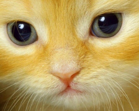 Give me a kiss... - whiskers, gorgeous, closeup, eyes, cute, kitten