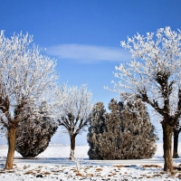 Winter Trees Landscape