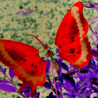 RED BUTTERFLY