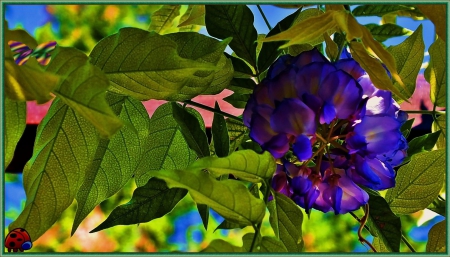 columbus beach - flower, colour, summer, blue