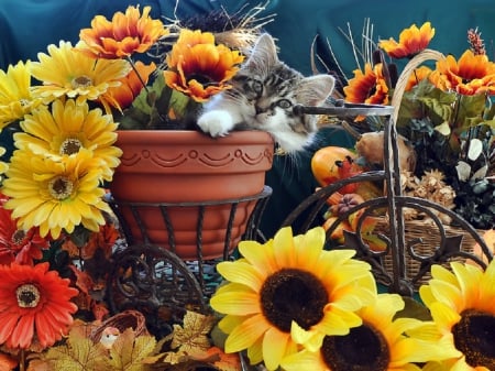 cute kitty and fall decor - fall decor, cute, cats, animals, kitty