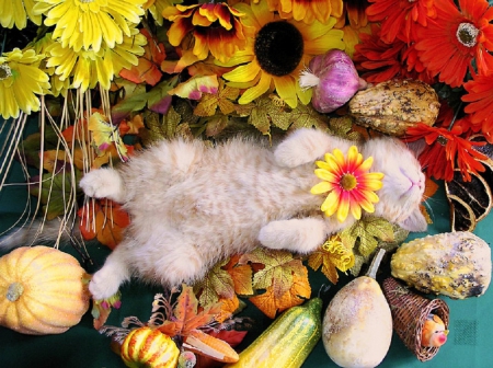 cute sleeping kitty - sleeping, cats, kitty, cute, decor, fall season, anomals