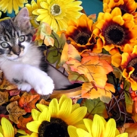 cute kitty in a fall flower basket