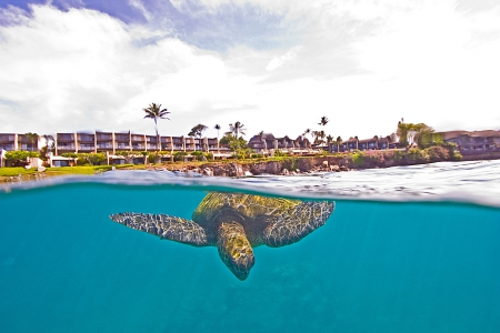 Turtle at Honokeana Cove Maui Hawaii - turtle, lagoon, blue, leatherback, beach, island, hawaii, sand, aqua, exotic, paradise, hotel, maui, sea, marine, ocean, islands, tropical, underwater