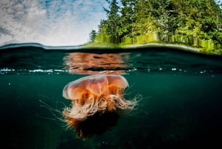 Underwater shot of Jellyfish by Island - jelly, pacific, paradise, jellyfish, underwater, polynesia, lagoon, atoll, green, ocean, islands, tropical, exotic, blue, island, fish, sea