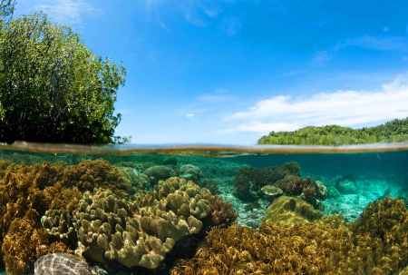 Under the Blue Lagoon - South Pacific - under, lagoon, blue, beach, island, polynesia, sand, south pacific, tahiti, exotic, paradise, water, reef, sea, ocean, islands, coral, tropical, underwater