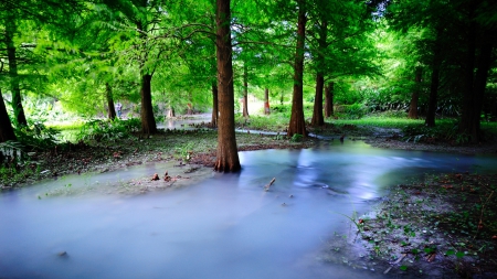 misty creek in a forest - flood, forest, mist, creek