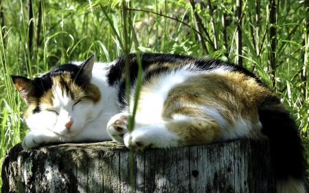 Cat - sleepy, cute, beautiful, cat, sleeping, kitty, cats, hat, cat face, paws, face, animals, pretty, beauty, sweet, kitten, lovely