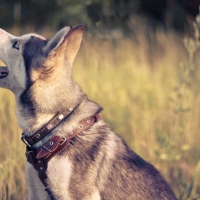 Husky