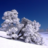 Frozen Trees