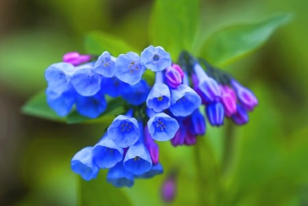 Bluebells, bluebells - flowers, bluebells, blue, green