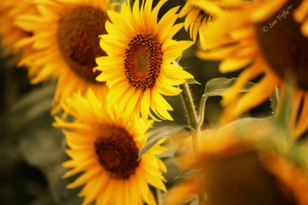 Sunflowers - flowers, sunflowers, yellow, nature