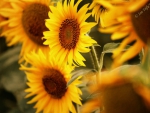 Sunflowers