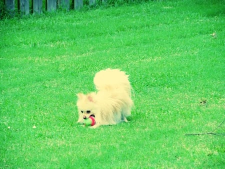 Dog playing with Balls - pretty, fun, play, pom pom, balls, cute, dog, lovely