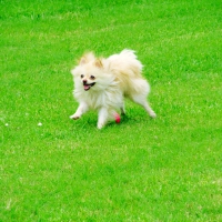 Funny Running Dog At Grass