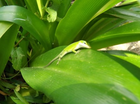 Cute Green Anole - nature, pretty, lizards, plants, outdoors, cute