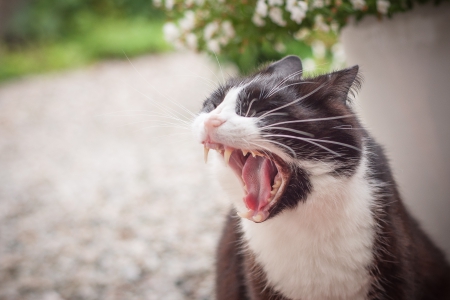 Cat - sleeping, beauty, cat face, hat, animals, sleepy, paws, face, pretty, cute, cat, kitty, lovely, kitten, cats, beautiful, sweet