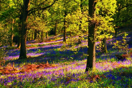 Sunny forest - pretty, sunny, summer, spring, forest, light, flowers, nice, woods, sun, sunlight, branches, carpet, trees, beautiful, slope, lovely, wildflowers, nature, rays, shine