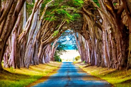 Road - sky, road, photo, tree, trees