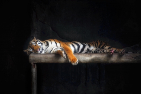 Tiger - sleeping, beauty, cat face, hat, animals, sleepy, paws, face, pretty, cute, cat, kitty, lovely, kitten, cats, beautiful, sweet