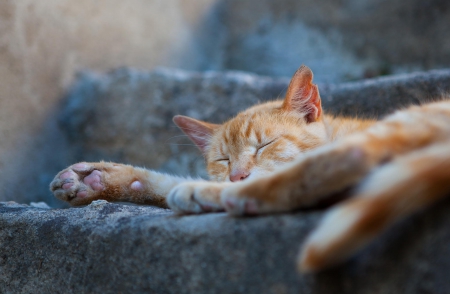 Cat - sleepy, cute, beautiful, cat, sleeping, kitty, cats, hat, cat face, paws, face, animals, pretty, beauty, sweet, kitten, lovely