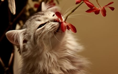 Cat smelling flowers