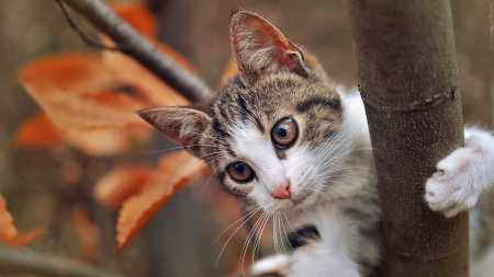 Cat in tree - cute, paws, tree, cat, leaves