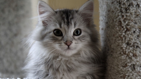 Gray cat - paws, cute, gray, cat