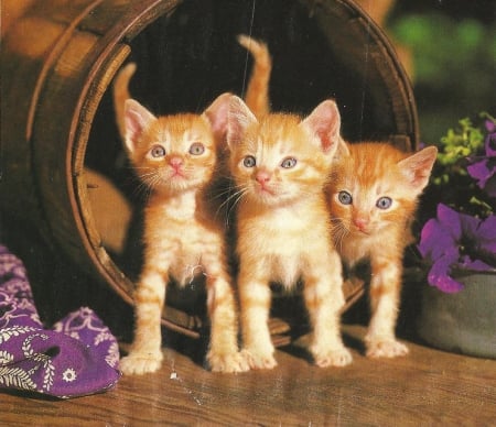 Three kittens in a barrel - kittens, barrel, cute, paws, grange