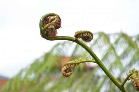 Nature - plants, nice, zoom, Nature