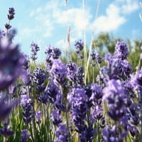 Lavander Field