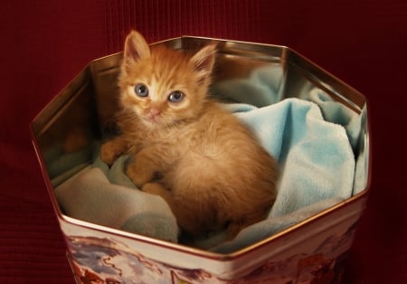 Cat - sleepy, cute, beautiful, cat, sleeping, kitty, cats, hat, cat face, paws, face, animals, pretty, beauty, sweet, kitten, lovely