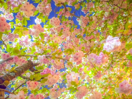 Natures beauty - leaves, tree, nature, pretty