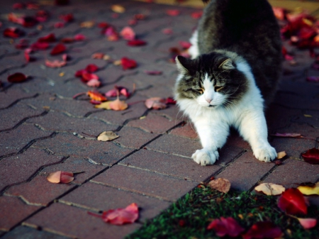 Cute cat - animals, petals, cute, pet, cat