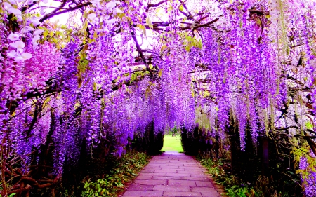 WISTERIA TUNNEL - trees, park, witeria, path, tunnel, spring, blossoms, japan, garden, flower