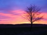 Lonely tree with pink sky!