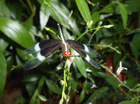 long plane - flower, green, fly, wings