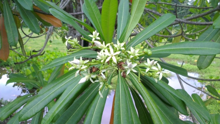 kaduru flower - white flower, forest flower, flowe, flower bunch