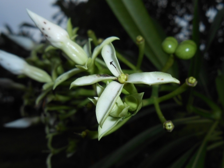 flower - white flower, flowers, cute, flower